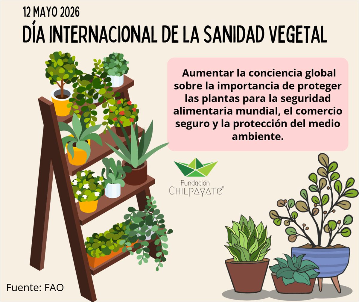 FundChilpayate's tweet photo. Debemos saber #Chilpayates que las plantas constituyen el 80% de los alimentos que consumimos, y generan el 98% del oxígeno del planeta.
#tipschilpayates😮💚  #DíaInternacionalDeLaSanidadVegetal 🌱 https://t.co/PdSGskLK7s