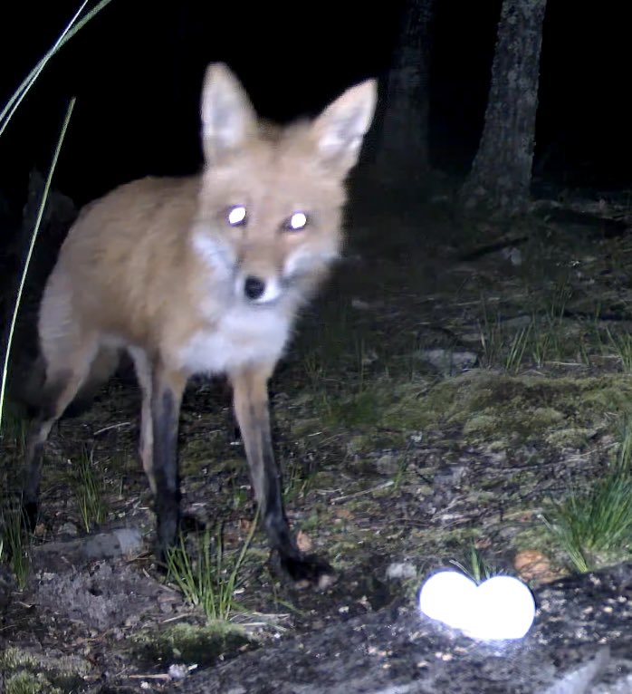 UpstateNYWild's tweet photo. Fox snags an egg 🦊🥚 #wildlife
https://t.co/KLiG9cm8Rs https://t.co/dMirOoIDID