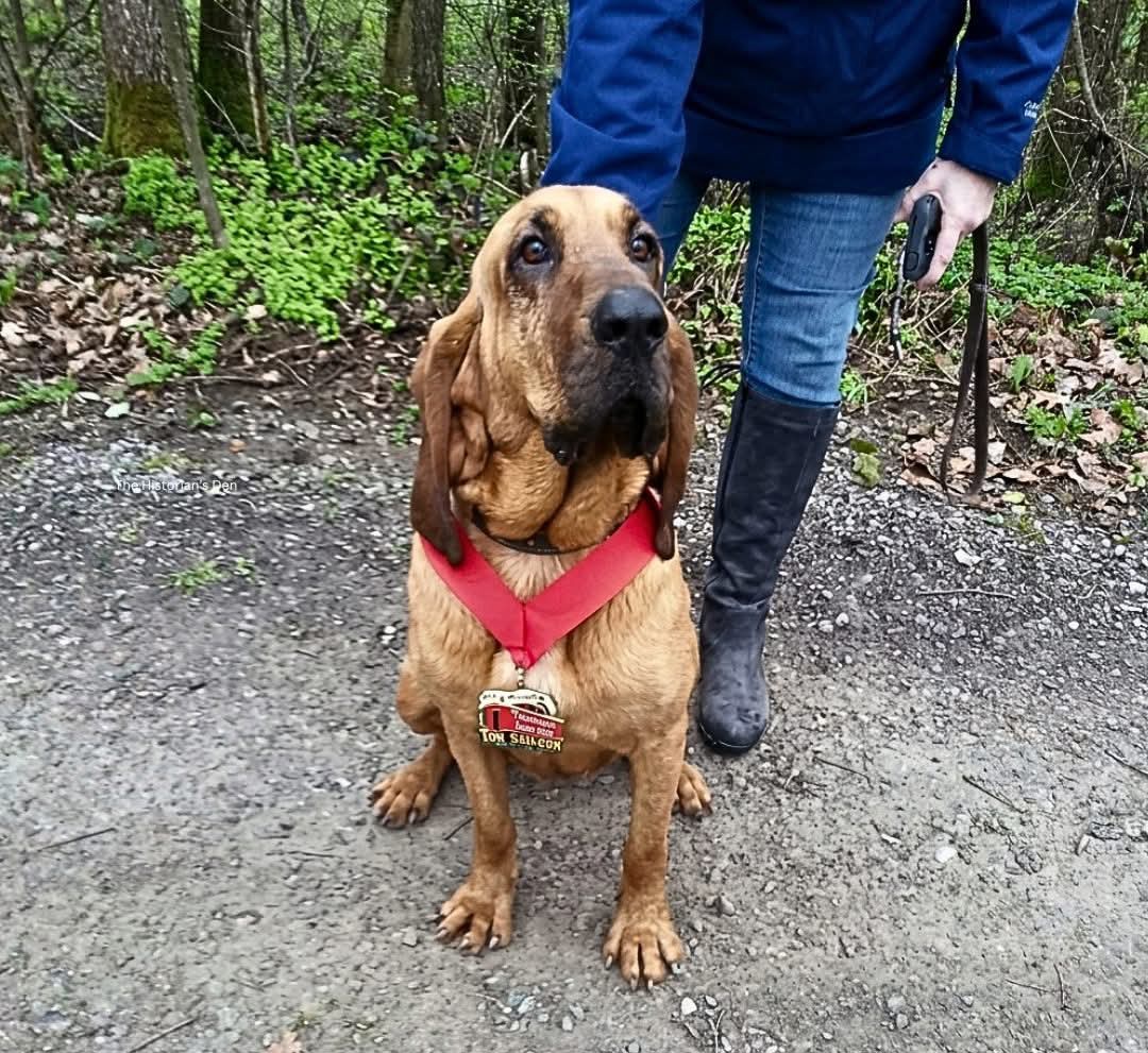 Dr_TheHistories's tweet photo. When an Alabama bloodhound named 'Ludivine' was let outside for a quick bathroom break in 2016, her owner had no idea she’d wander over to the starting line of the 'Elkmont Half Marathon'.

 Curious and friendly, Ludivine slipped into the crowd just as the race began and instead of heading home, she trotted off with the runners. What started as a dog’s casual stroll turned into a full‑blown race effort: she ran through fields, sniffed around, chased a rabbit at one point, then rejoined the pack and kept going mile after mile.

To everyone’s shock, Ludivine didn’t just finish the entire 13.1‑mile course she crossed the line in 7th place, earning a medal and becoming a local legend overnight. Photos of the floppy‑eared “accidental athlete” went viral, and the race organizers even renamed the event the Hound Dog Half Marathon in her honor.

 Her owner later joked that Ludivine had never run more than a few yards in her life; she simply saw a crowd, joined in, and ended up outrunning most of the humans.

© The Historian's Den

#drthehistories
