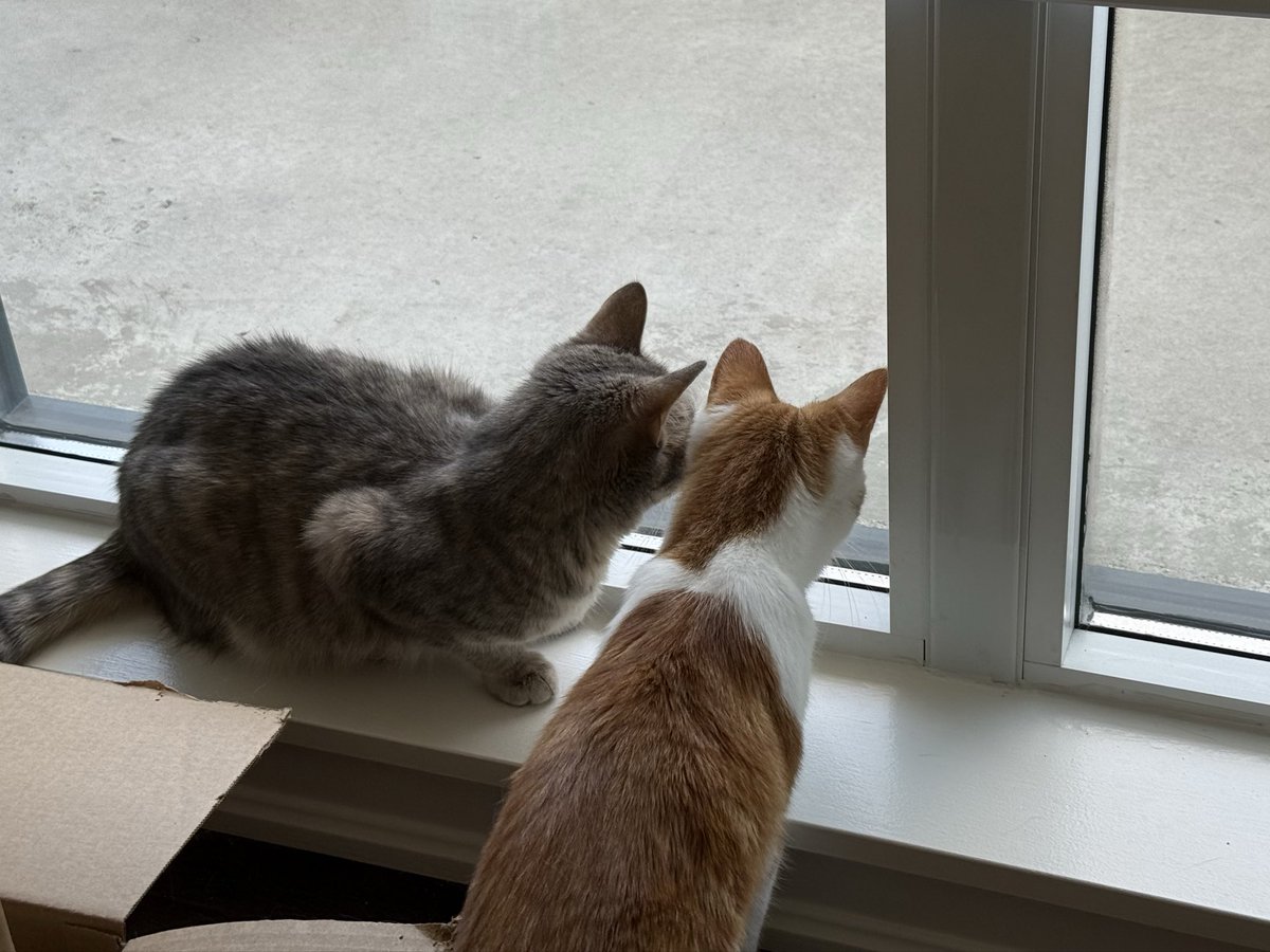 PendingV's tweet photo. There’s something outside the cats are super invested in. I have no idea what. https://t.co/51XXOoebKj