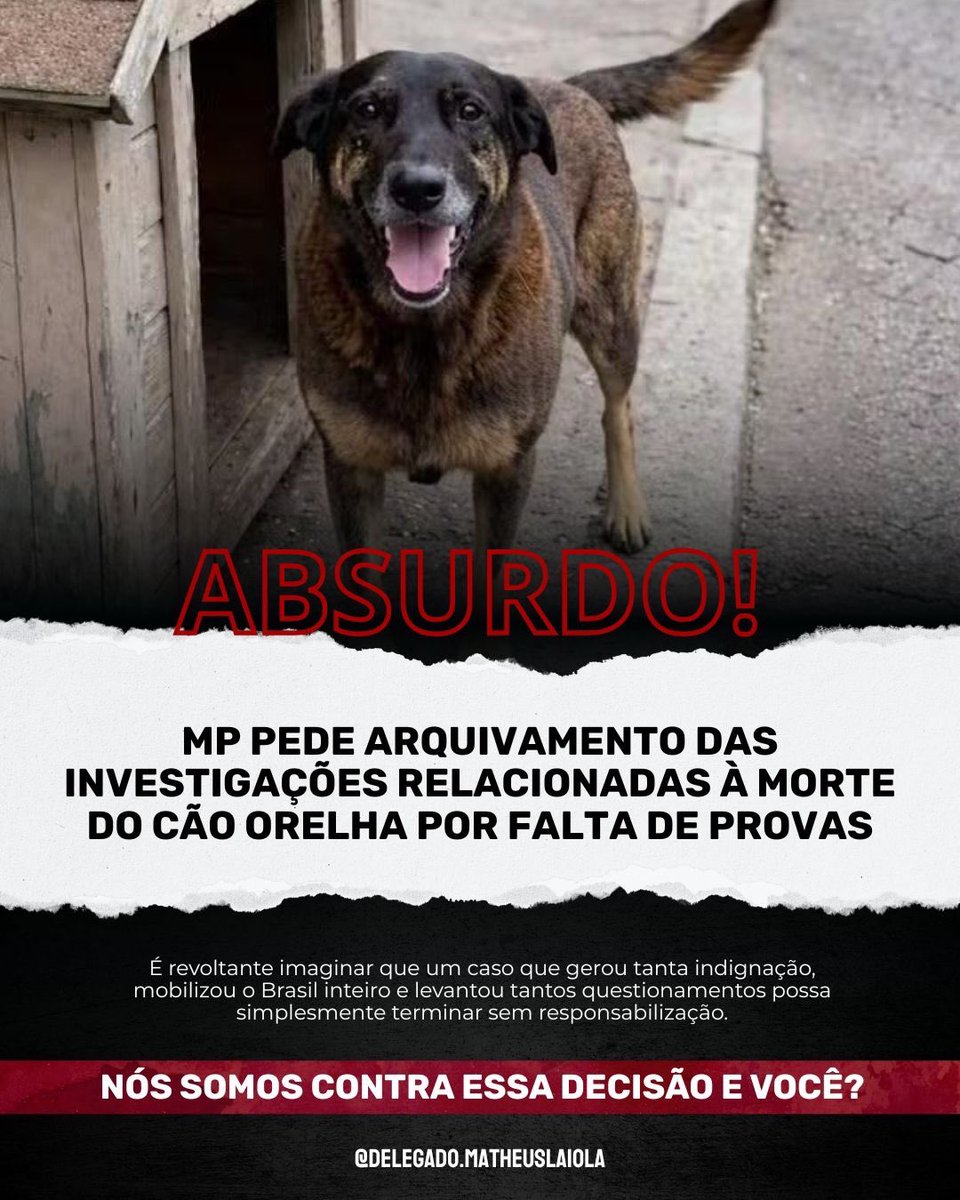 MatheusLaiola's tweet photo. O CASO ORELHA NÃO PODE TERMINAR EM IMPUNIDADE. https://t.co/HwiWQVZRyN