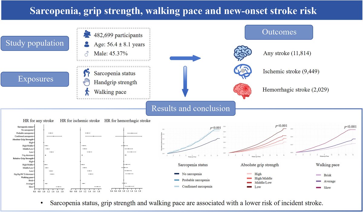 StrokeAHA_ASA's tweet photo. In an observational study derived from the UK Biobank, sarcopenia was associated with a higher risk of #stroke and higher mortality among those who suffered a subsequent stroke. https://t.co/6MxgGtJD9P https://t.co/dqd5ugYk0z