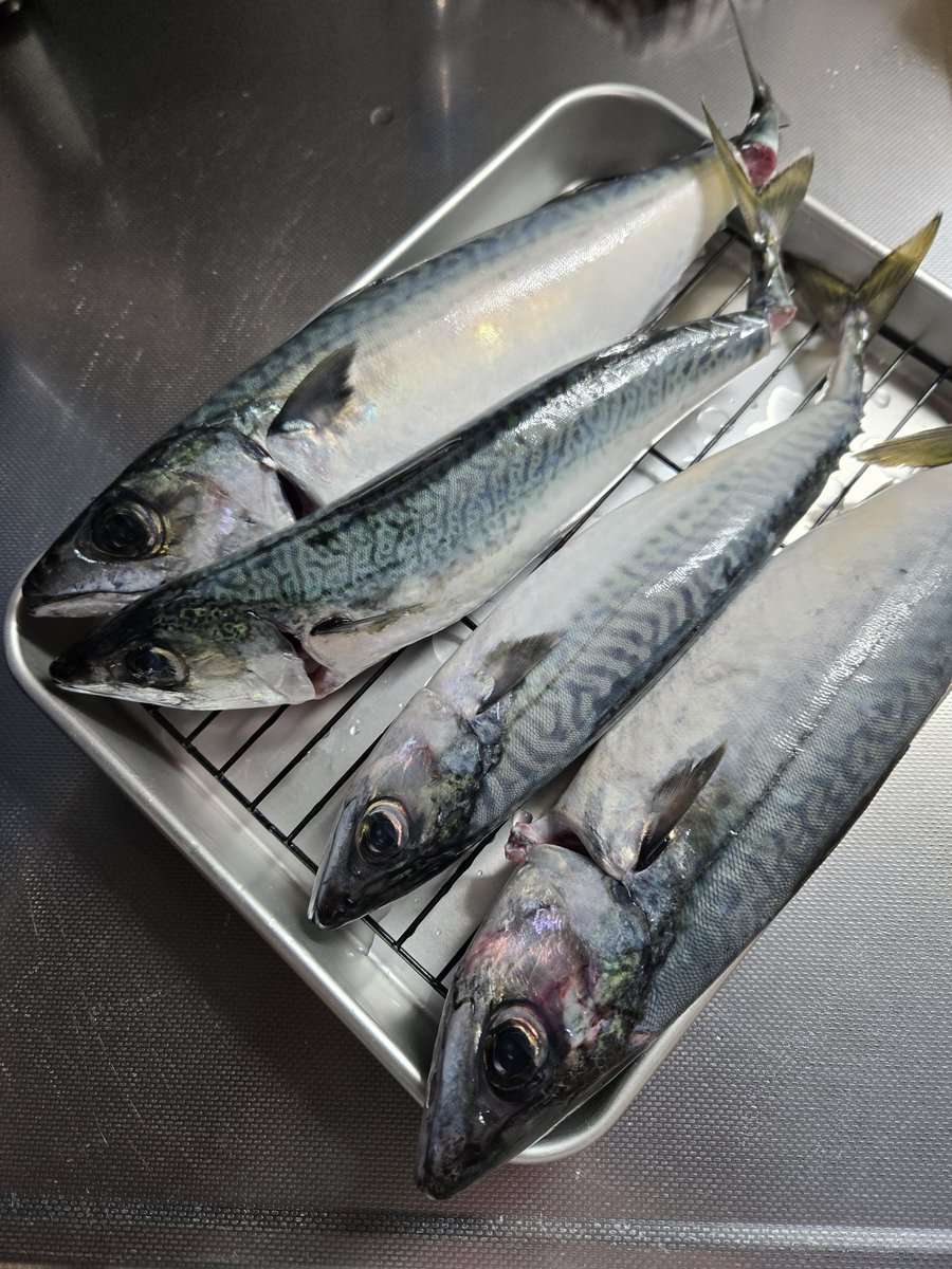 teppa0619's tweet photo. 久しぶりの釣り。
いや〜鯖しか釣れないかと思ってヒヤヒヤしたぜ！
なんとか鯖4匹👍
…俺は鯵を釣りに行ったんだが(´･_･`)
全然釣り行ってなかったから体力が３位しか無くなってる💧
体力戻さないとなー https://t.co/H2dEHiPWjF