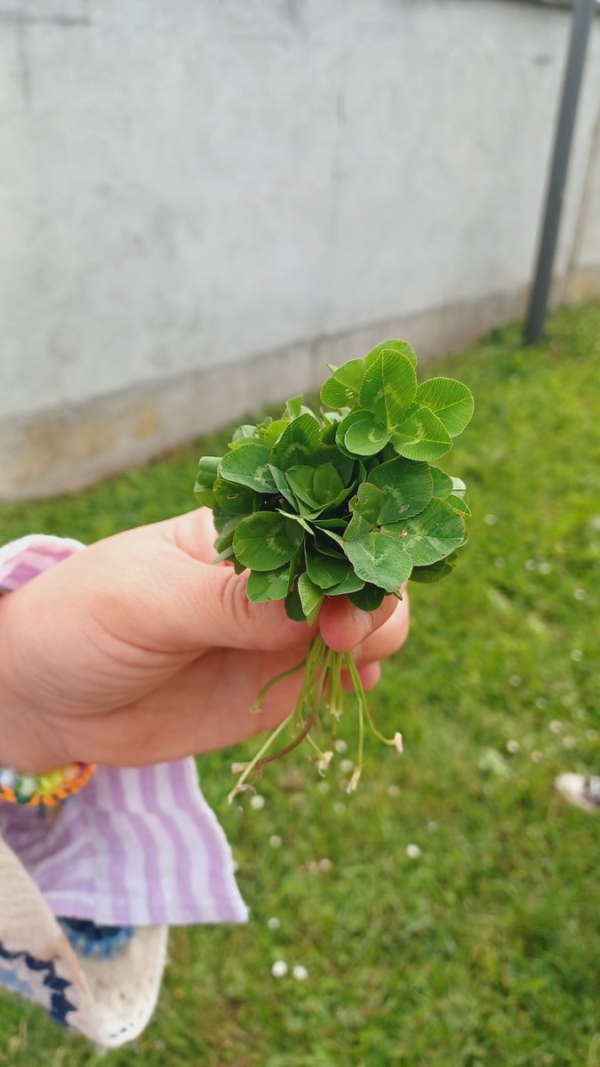 GoubertPascal's tweet photo. A 4 ou 5 feuilles....
Un joli bouquet 
😊😘 https://t.co/d7WbC6oazE