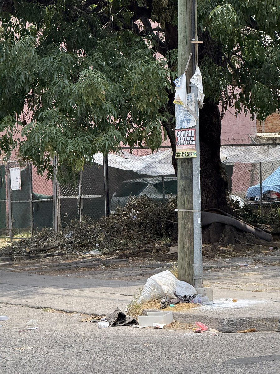 FonsecaCMX's tweet photo. Oye @GuadalajaraGob esto ya tienen rato (se nota por los secas) ambas están en contra esquina una de otra, unas están en vía pública y otras están debajo del árbol que cortaron y no se las han llevado; esto sobre José Fernández Rojas justo esquina con Bernardo Reyes @Trafico_ZMG https://t.co/Pq6tYYaItg