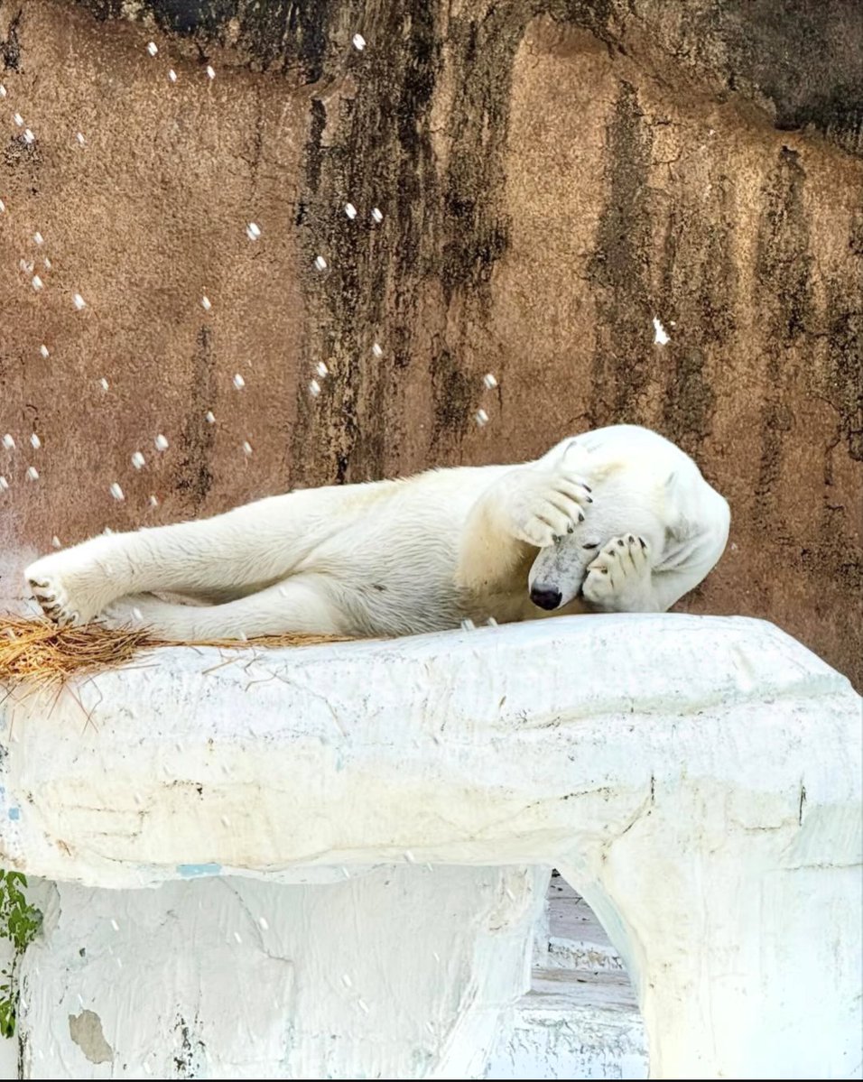 🐻❄️ Völk Hogan 🐻❄️ tweet media