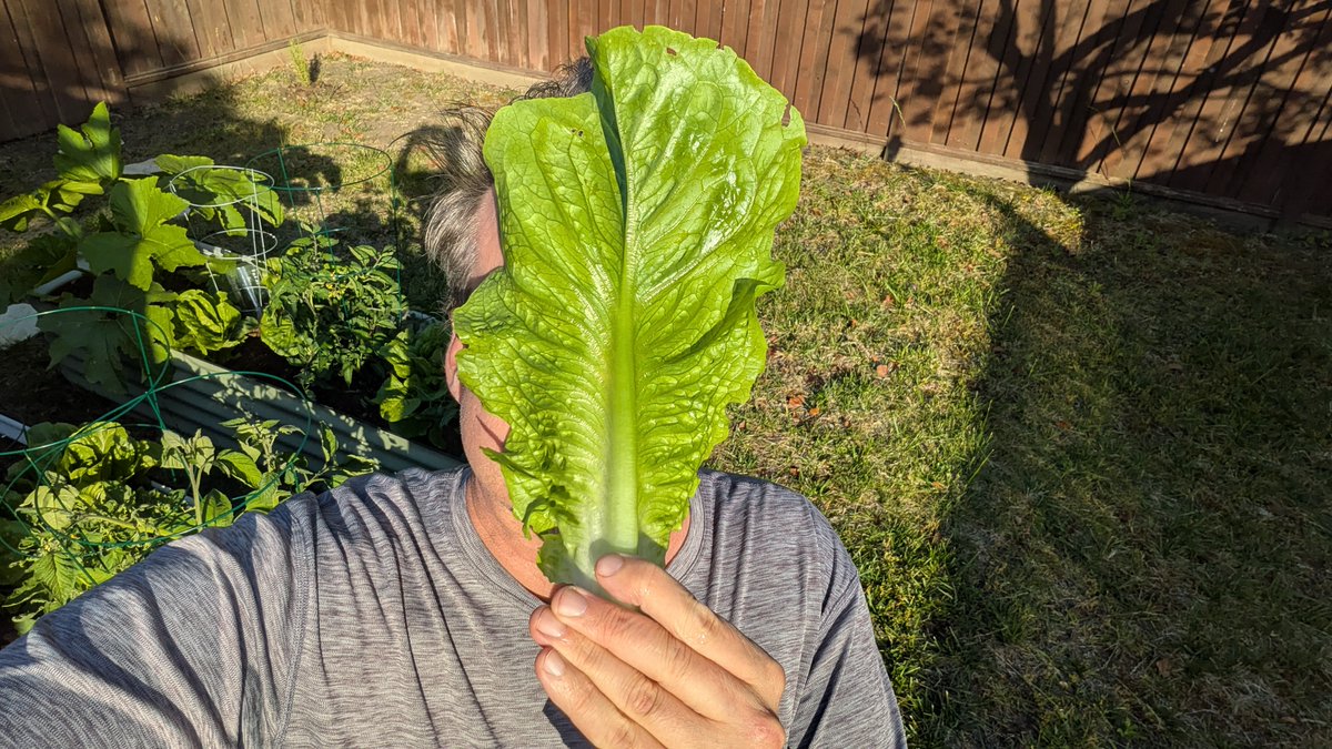 scottstoll's tweet photo. Everyone Romaine calm.

#Romaine #Pun #Gardening https://t.co/NvkoJAjGCu
