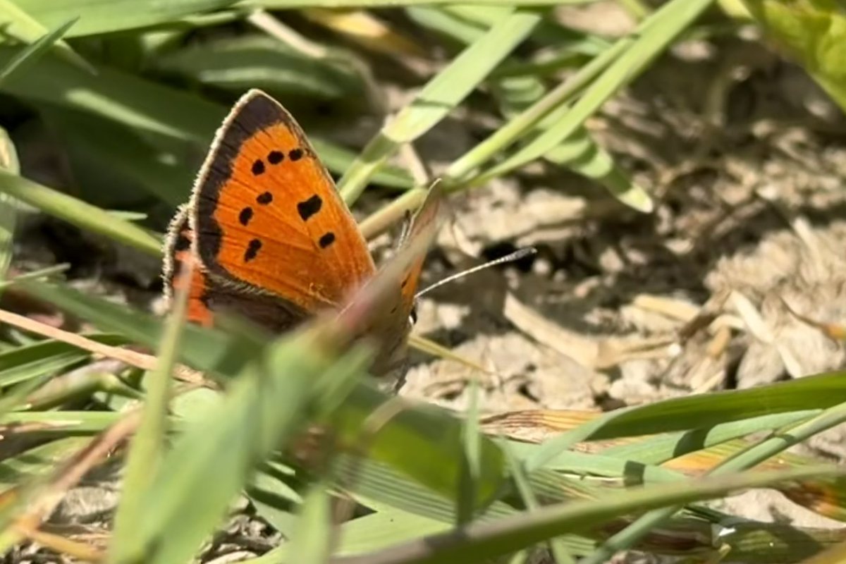 NessaSpratticus's tweet photo. Small copper #smallcopperbutterfly 🧡 https://t.co/0yI5KwMwXm