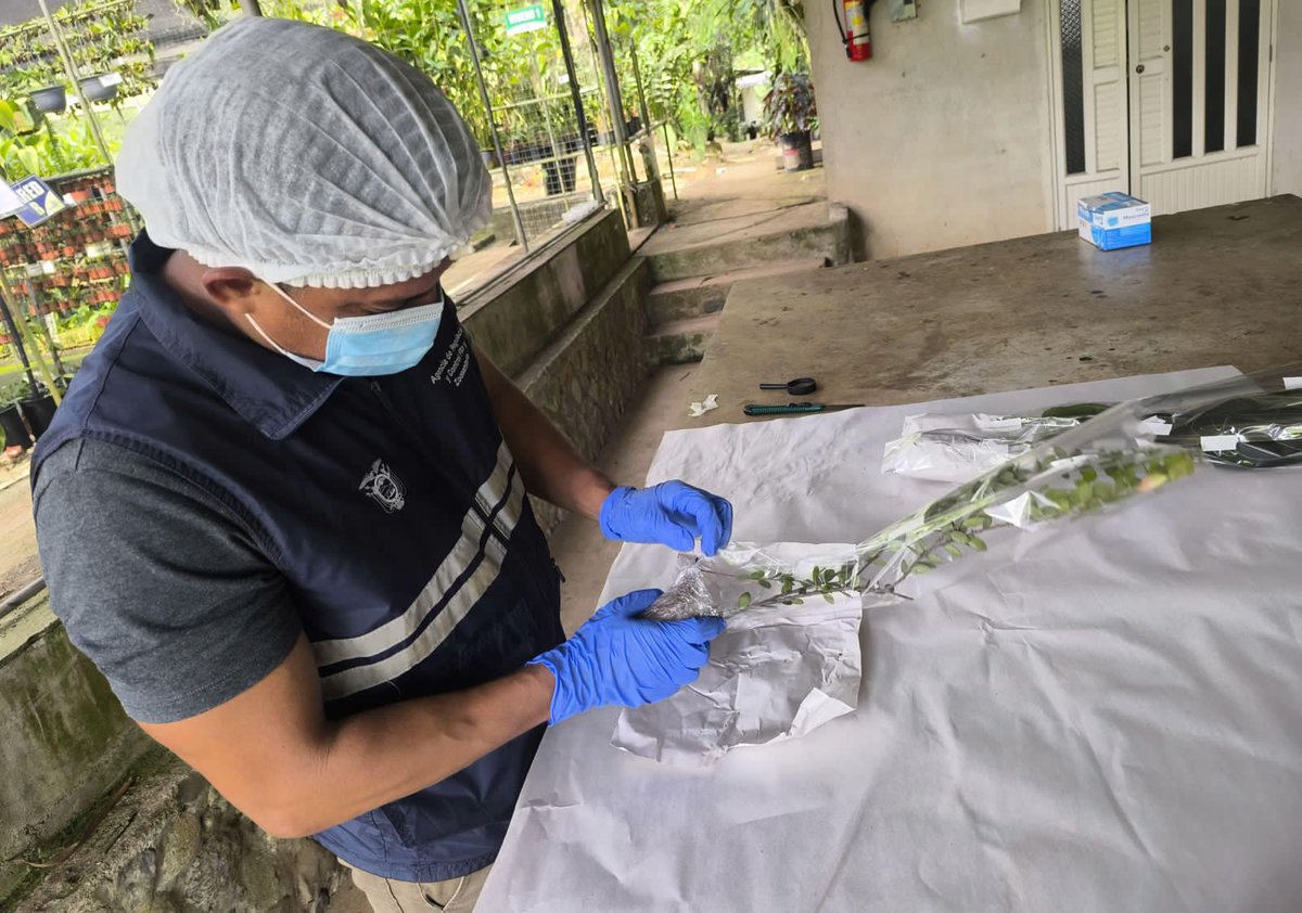 AgrocalidadZ7's tweet photo. #ElOro | Realizamos inspección fitosanitaria de plantas tropicales y orquídeas con destino a Alemania en el sitio Torata, cantón Santa Rosa, asegurando el cumplimiento de los requisitos fitosanitarios exigidos por el país de destino. #ExportamosCalidad 🇪🇨 https://t.co/WCmh6gmo4O
