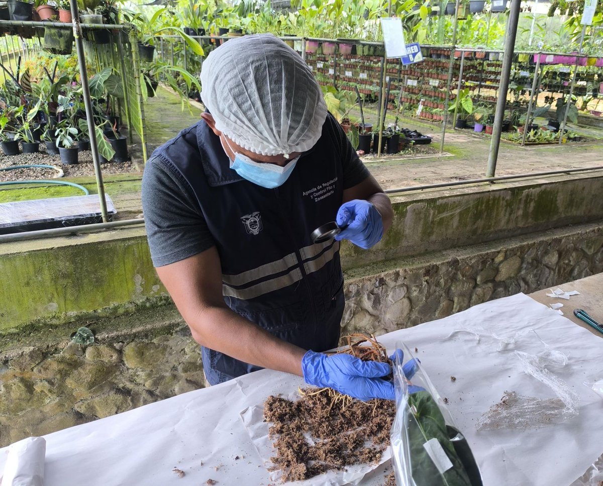AgrocalidadZ7's tweet photo. #ElOro | Realizamos inspección fitosanitaria de plantas tropicales y orquídeas con destino a Alemania en el sitio Torata, cantón Santa Rosa, asegurando el cumplimiento de los requisitos fitosanitarios exigidos por el país de destino. #ExportamosCalidad 🇪🇨 https://t.co/WCmh6gmo4O