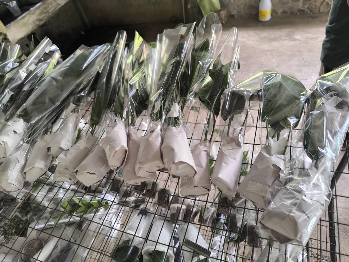 AgrocalidadZ7's tweet photo. #ElOro | Realizamos inspección fitosanitaria de plantas tropicales y orquídeas con destino a Alemania en el sitio Torata, cantón Santa Rosa, asegurando el cumplimiento de los requisitos fitosanitarios exigidos por el país de destino. #ExportamosCalidad 🇪🇨 https://t.co/WCmh6gmo4O