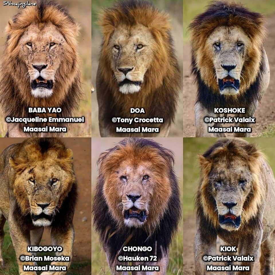 LION LOVERS tweet media