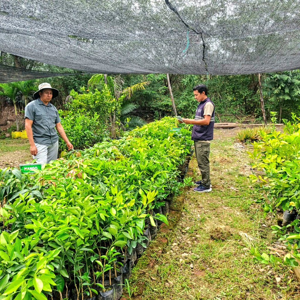AgrocalidadZ7's tweet photo. #Loja📍 | Realizamos inspecciones posregistro en viveros y depósitos de plantas en el cantón Catamayo, para verificar el cumplimiento de la normativa vigente y fortalecer el estatus fitosanitario del país 🔎🌱✅. #ProtegeTusCultivos https://t.co/kjiXCnEbhv
