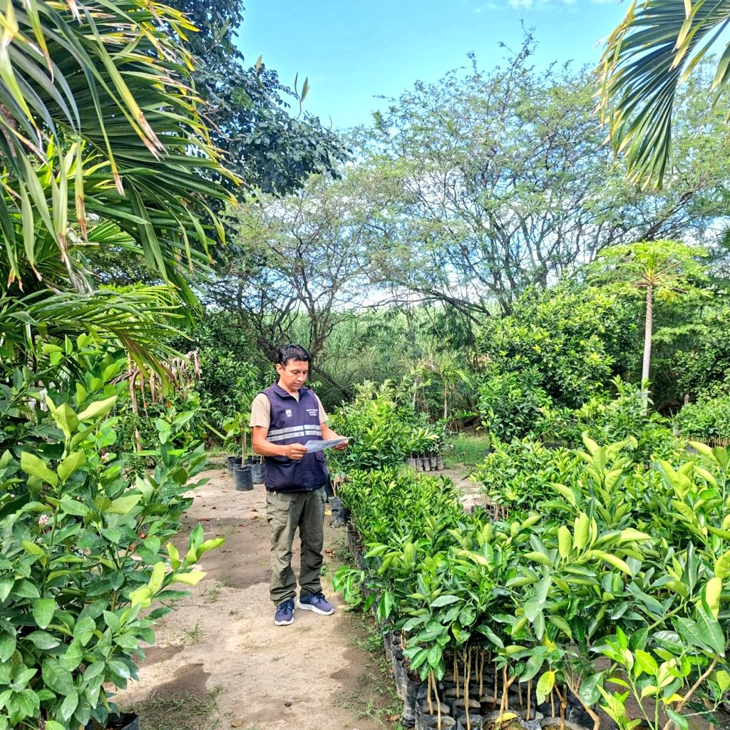 AgrocalidadZ7's tweet photo. #Loja📍 | Realizamos inspecciones posregistro en viveros y depósitos de plantas en el cantón Catamayo, para verificar el cumplimiento de la normativa vigente y fortalecer el estatus fitosanitario del país 🔎🌱✅. #ProtegeTusCultivos https://t.co/kjiXCnEbhv