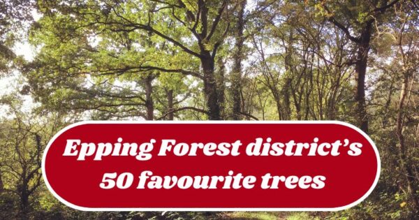 Epping Forest DC tweet media