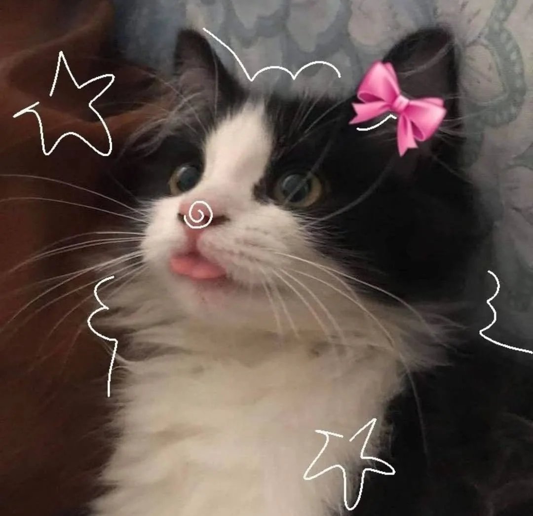 Daily Cat Posts tweet media