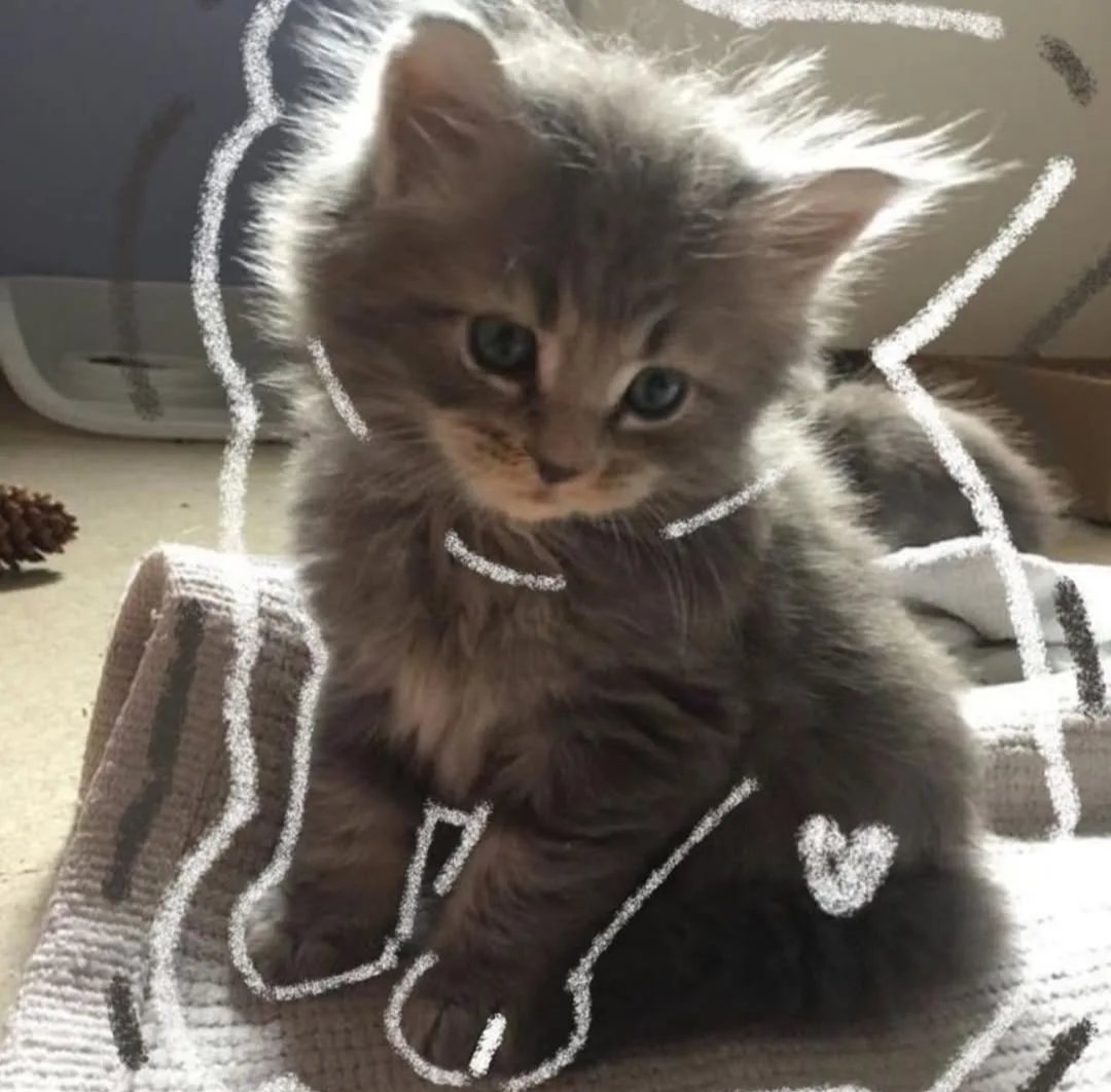 Daily Cat Posts tweet media