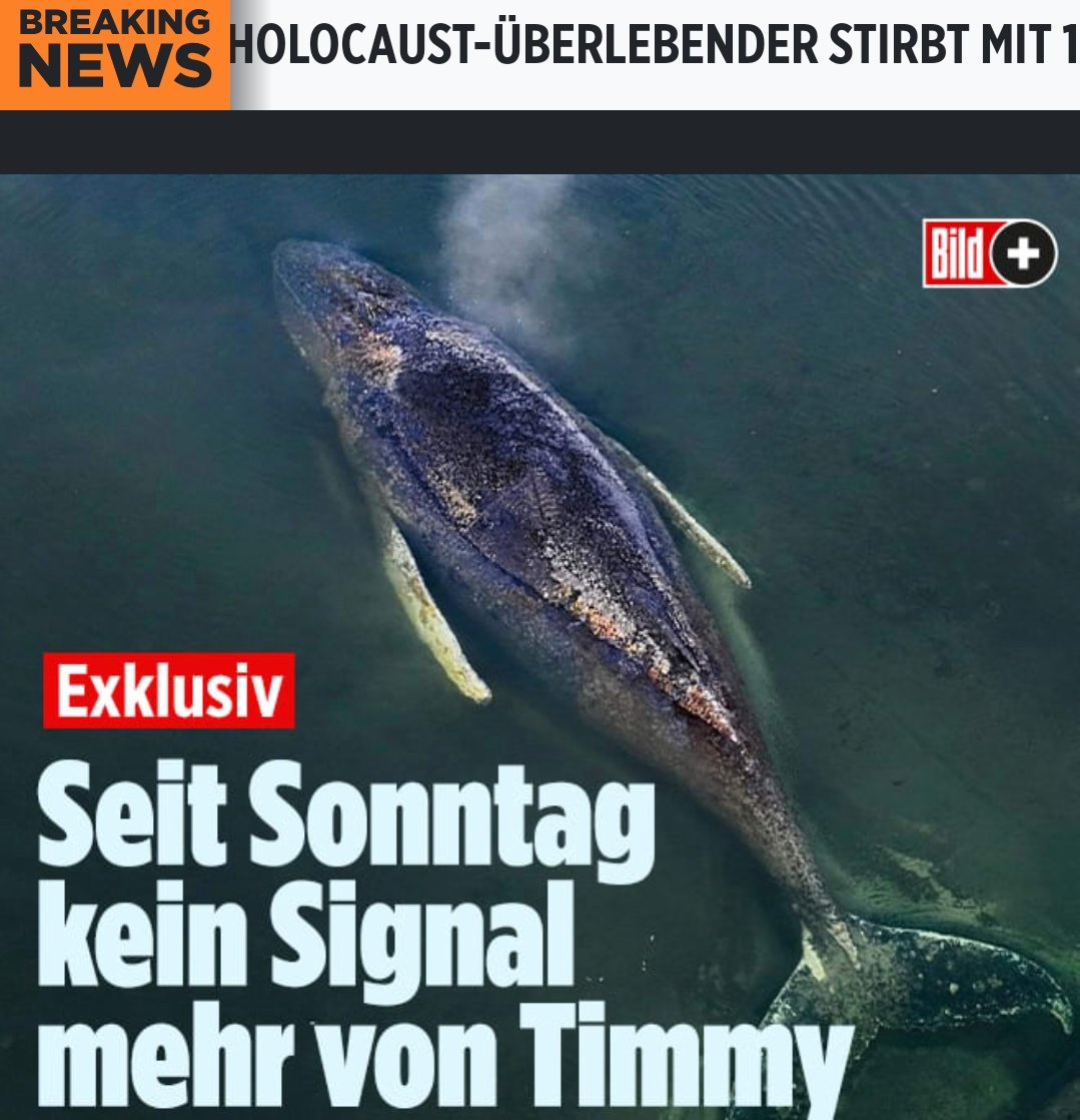 Tim tweet media