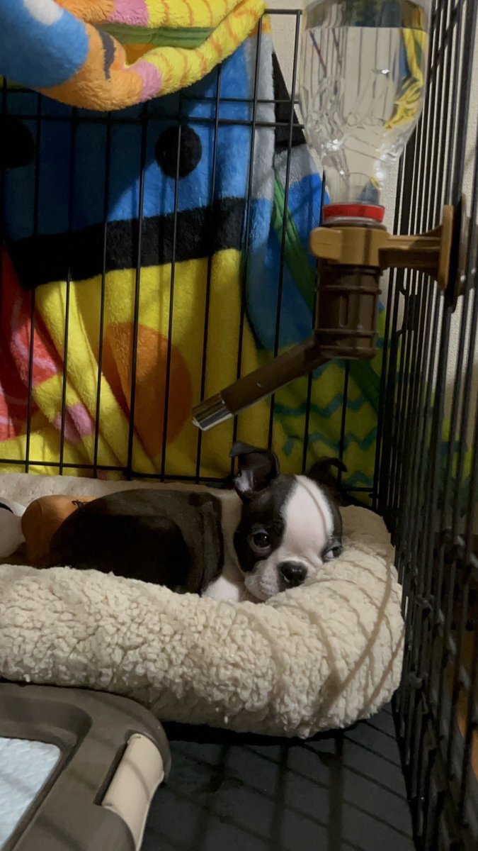 ボストンテリアのいぎーくん🐶✨️ tweet media