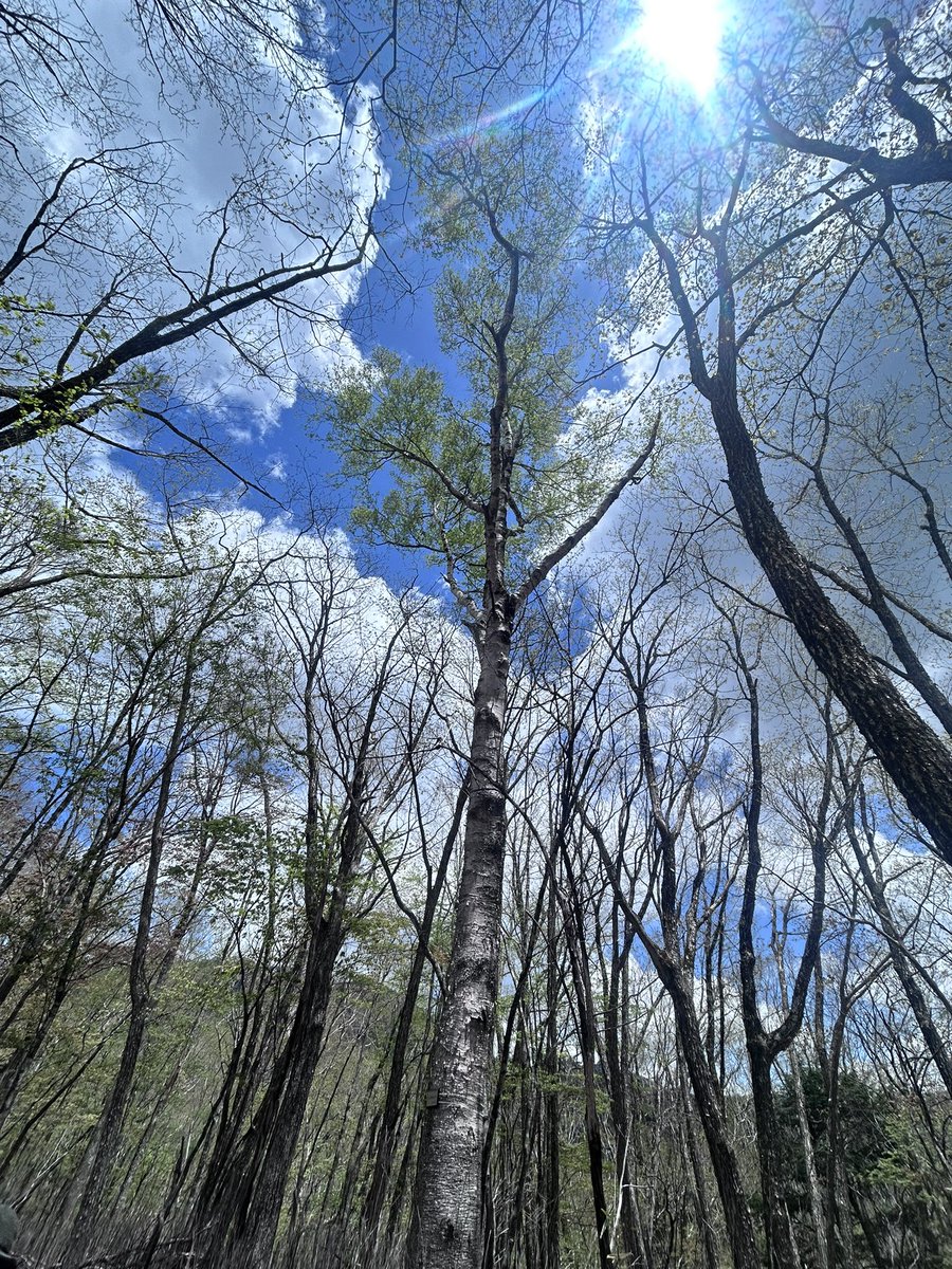 toyopink's tweet photo. 笠取山🏔️ 

多摩川の最初の一滴の水干と野鳥を観察して解説してもらいました🦅
気温もちょうど良く楽しかった🏔️

ありがとうございました🙏 https://t.co/FIewWK3rpM