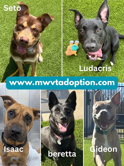 MCCKansasCity's tweet photo. Sit. Stay. Adopt. 🐾 Through MCC’s Vet Tech Program, Gideon, Isaac, Seto &amp; Ludacris are ready to fetch forever homes! All are vetted, socialized &amp; eager to be your best friend. Heel over to meet them! Call 816-604-3237 or email Natalie.short@mcckc.edu 🦴 https://t.co/Fj4ubrhsPG
