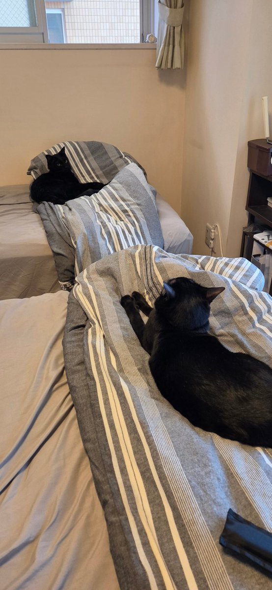 Post by ち～ on X: ひとり1つ🛏️