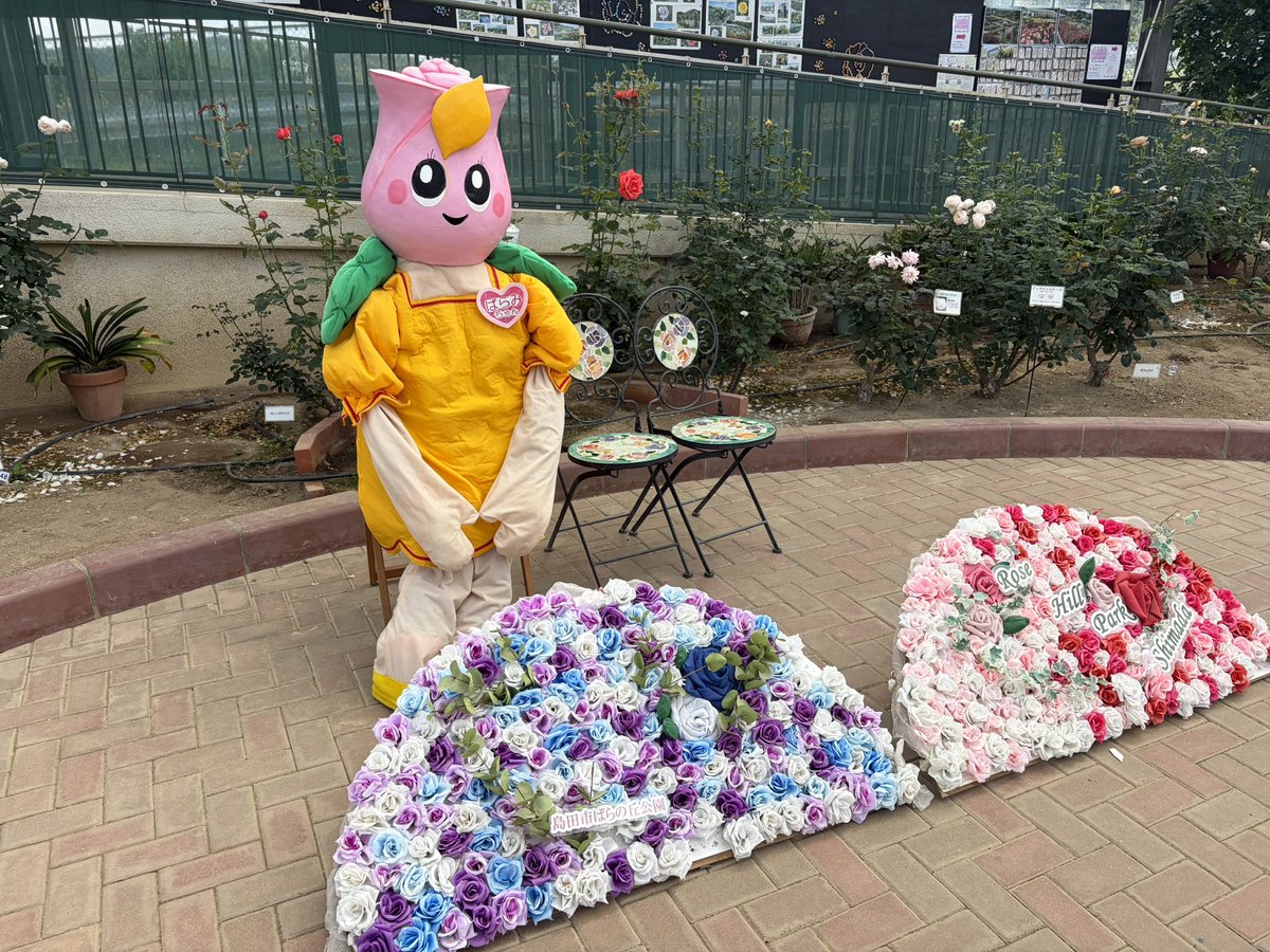 【NOA】はおちゃん tweet media
