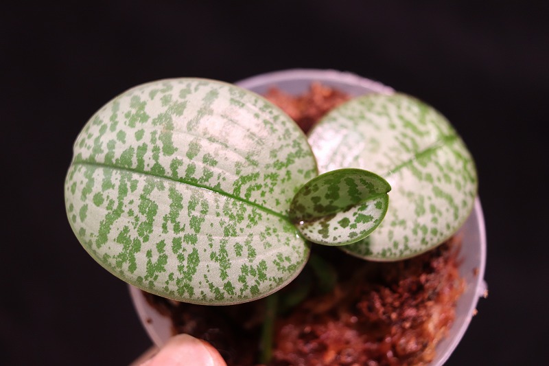S*S様 62年　銀ベル Phal.schillerianaのオリジナル実生苗 銀葉の交配ですが、この株は
