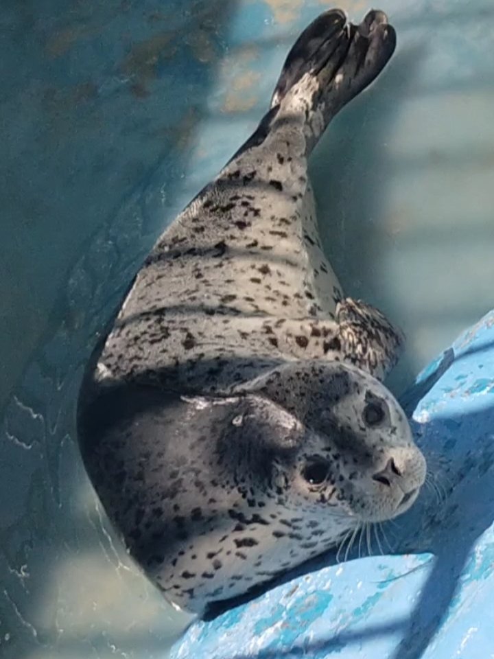 ⬅️この子が、4⃣1⃣日後に
こうなった➡️ 

👏👏👏

かんなﾁｬ🦭🎀

#ノシャップ寒流水族館