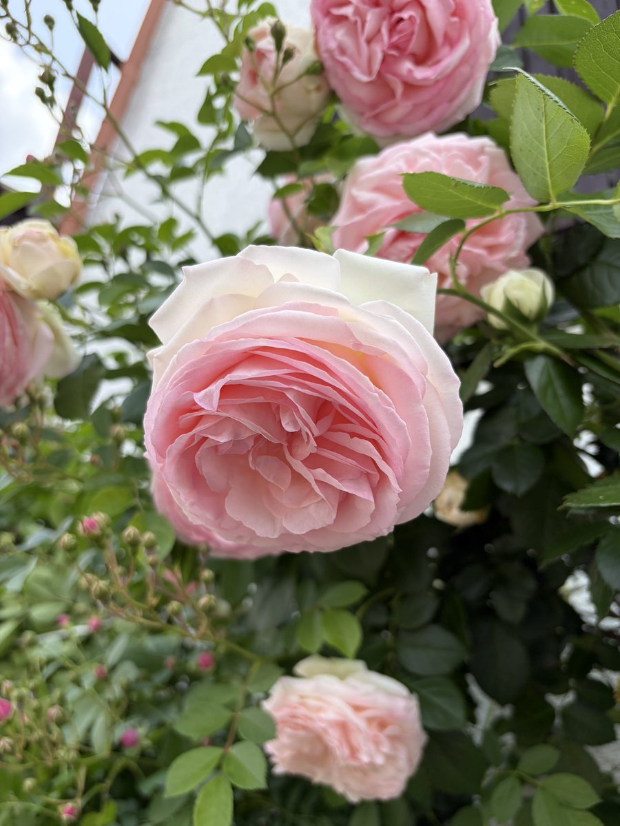 薔薇／ピエール・ドゥ・ロンサール 花言葉は『愛を誓います』 雲多め