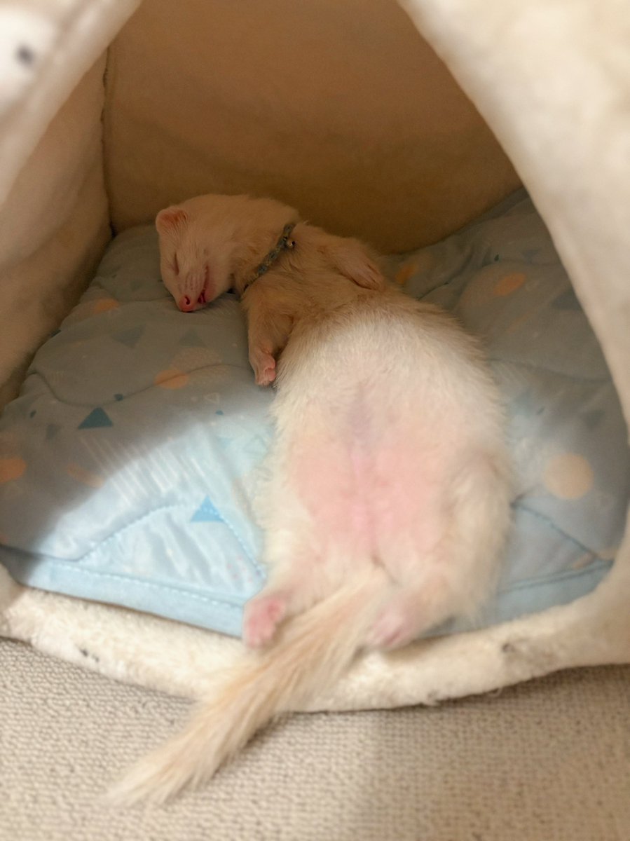 ウユちゃん tweet media