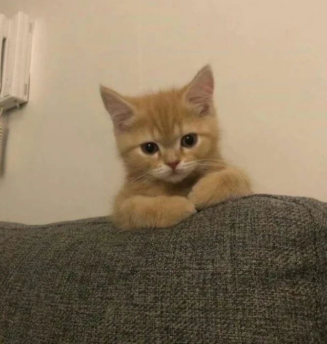 SuperVillainCat's tweet photo. long time no see ah https://t.co/iP0mIv8H3Y