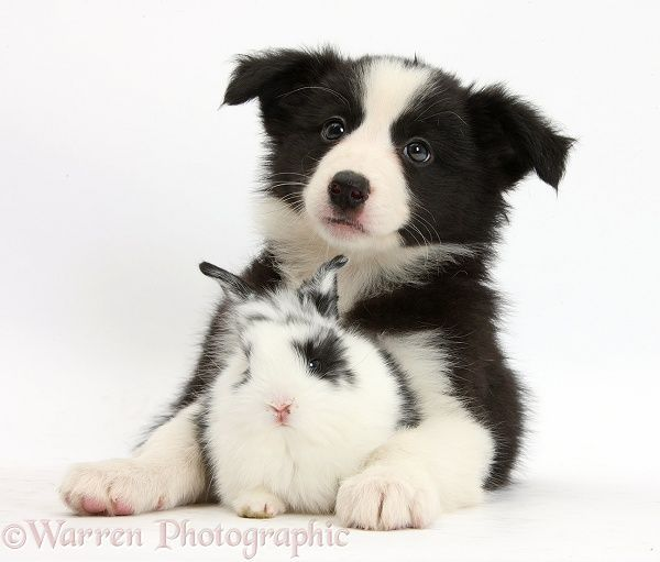 livestock dog 🌱🎐 tweet media
