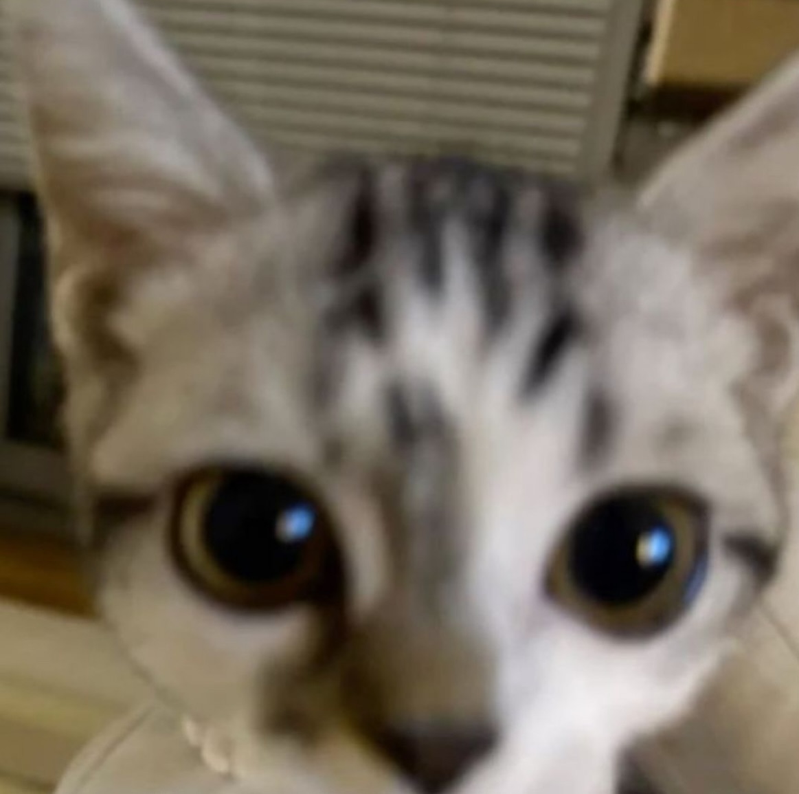 🔞TetralTheTiger 🇺🇸 tweet media
