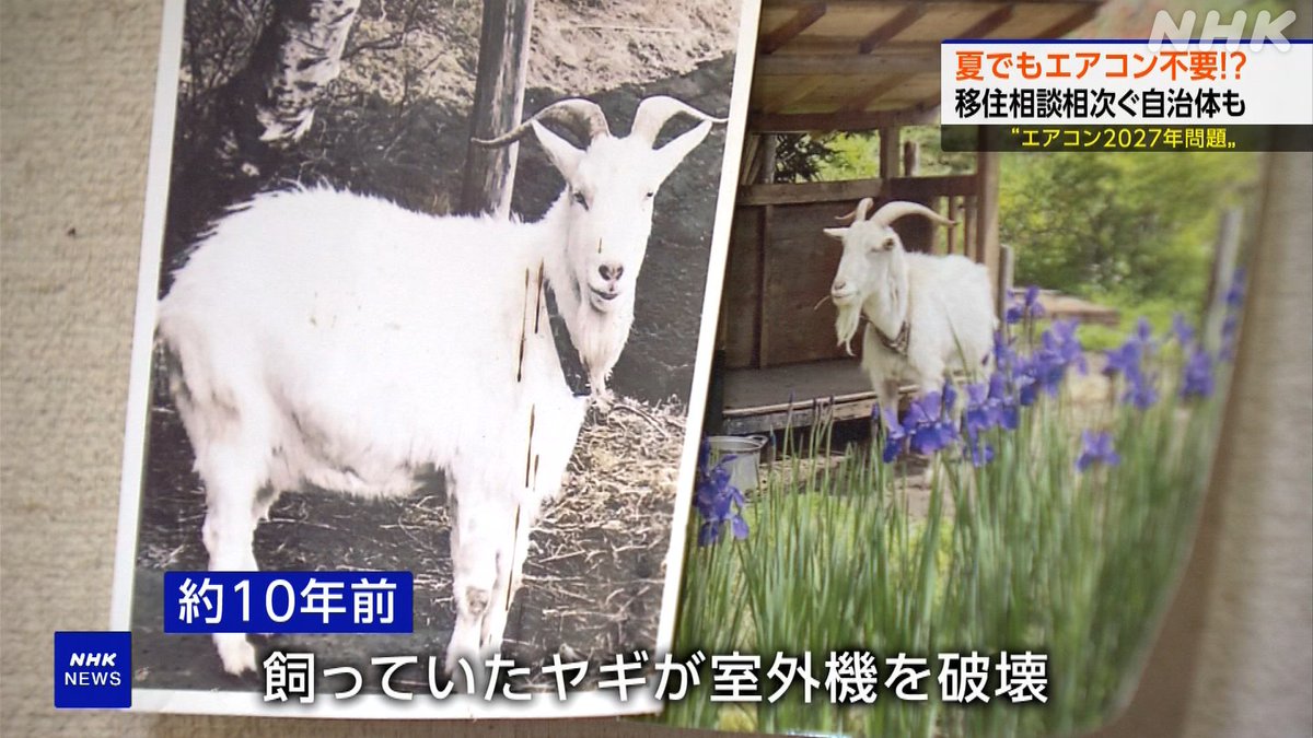 ニュースウオッチ9(サタデーウオッチ9) tweet media