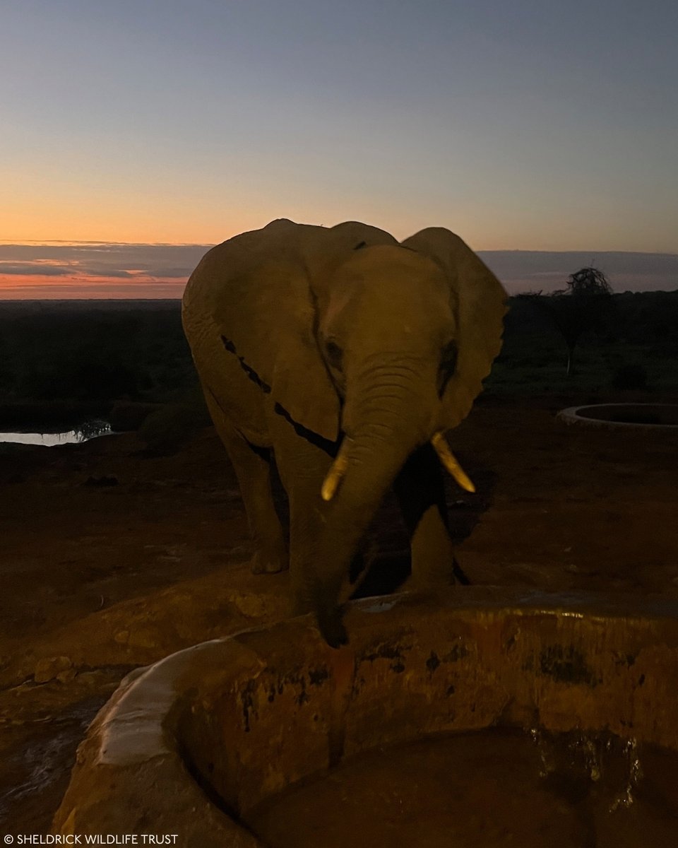 Sheldrick Wildlife Trust tweet media