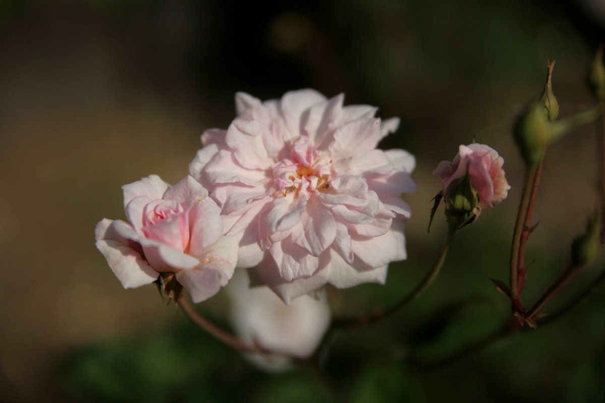 BeatMocha's tweet photo. #散歩写真 #バラ #EOS5dMark2 #Tamron28_75mmF28 おはようございます🌞 https://t.co/nssg7wYPvF