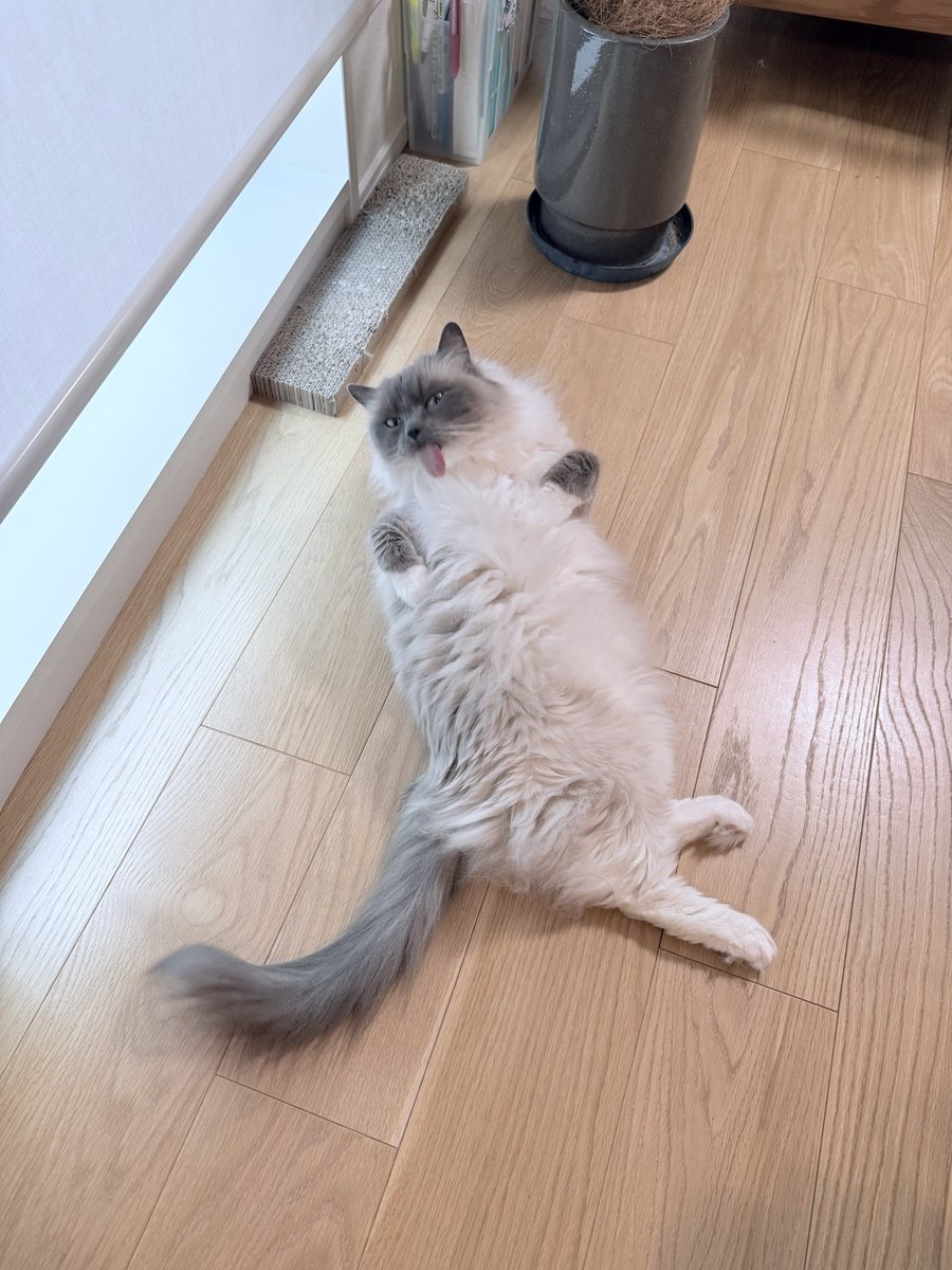 POMOCHIX's tweet photo. 床におちてる猫に初夏を感じる🐱🫶
#猫 #メインクーン #ラグドール #cats https://t.co/6WdfUCcrJG