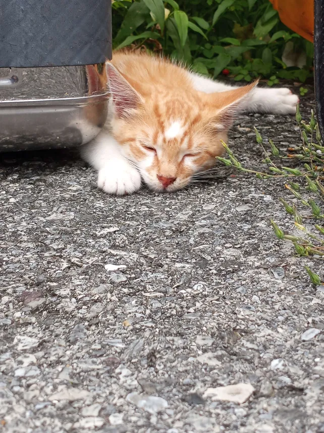 zbr0ke's tweet photo. old cat photos i love https://t.co/0EUQ7R0y1J