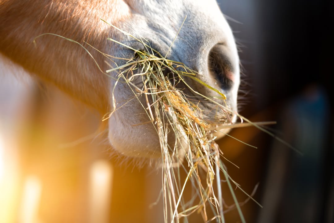 marcrestmfg's tweet photo. 💰 Boost Your Bottom Line With Small Square Bales
Not all bales are built equal, and neither is the profit. Small square bale bundles fetch premium prices, especially with equine owners who demand quality and convenience.

#Marcrest #BaleBaron #EquineMarket #SmallSquares https://t.co/X5oZuhGeUS
