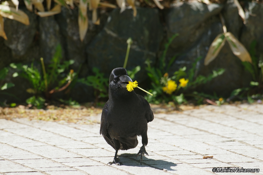 NPO法人札幌カラス研究会 tweet media