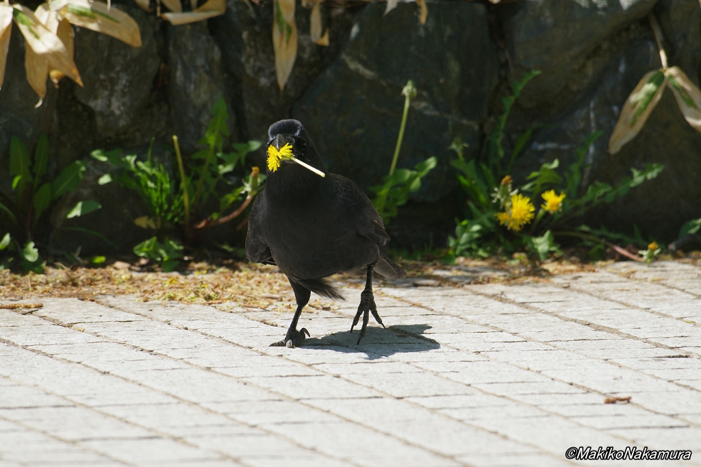 NPO法人札幌カラス研究会 tweet media