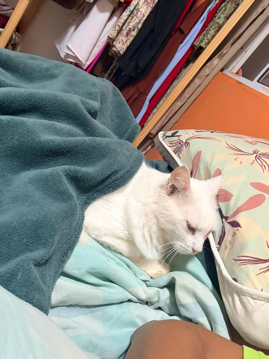 Minha senhorinha linda de 15 anos de idade, rabugenta e zero paciência, vira um bebêzinho dengoso quando o clima esfria. Dorme comigo, com sua cobertinha quentinha, e pede carinho de madrugada