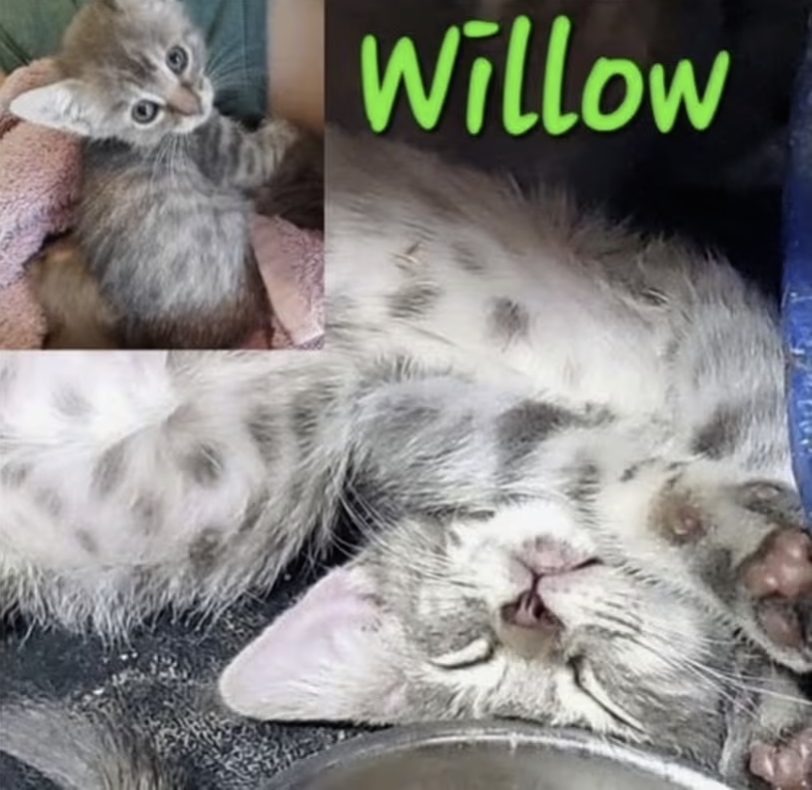 AdoptRescueCats's tweet photo. Adopt Willow in #CastroValley, CA!  Courtesy Post for Angus &amp; Friends Cat Rescue.  More info at https://t.co/yZBl7i79th
#adoptdontshop #BayArea #cats https://t.co/QyJNZRbHOm