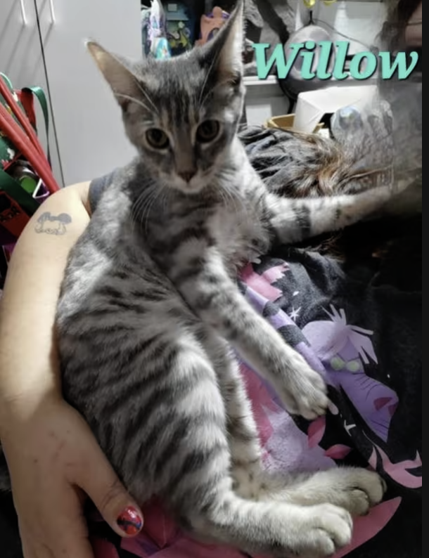 AdoptRescueCats's tweet photo. Adopt Willow in #CastroValley, CA!  Courtesy Post for Angus &amp; Friends Cat Rescue.  More info at https://t.co/yZBl7i79th
#adoptdontshop #BayArea #cats https://t.co/QyJNZRbHOm
