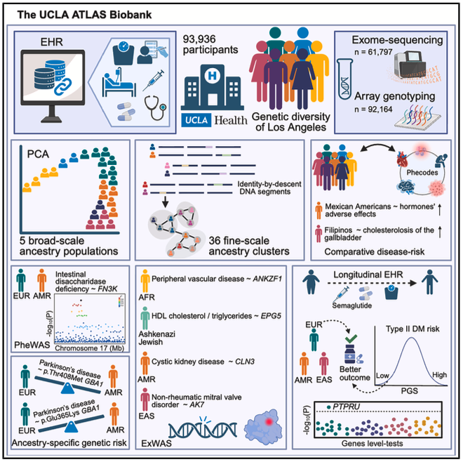 InfinityBioInc's tweet photo. Precision medicine fails as a "one-size-fits-all." By leveraging the UCLA ATLAS Biobank, researchers integrated EHRs with genomic data from 90,000+ participants to uncover critical disease-gene links in diverse, underrepresented groups, driving new disease associations.

https://t.co/1xCJbcFgor

#PrecisionMedicine #Genomics #HealthEquity #UCLAATLAS