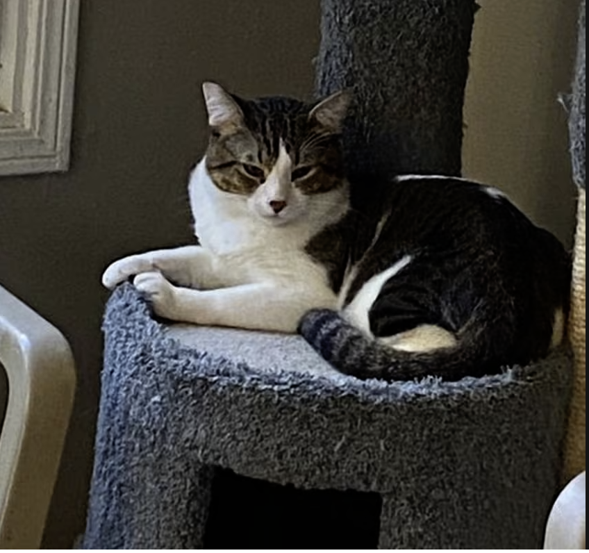 Adoptable Rescue Cats in California tweet media