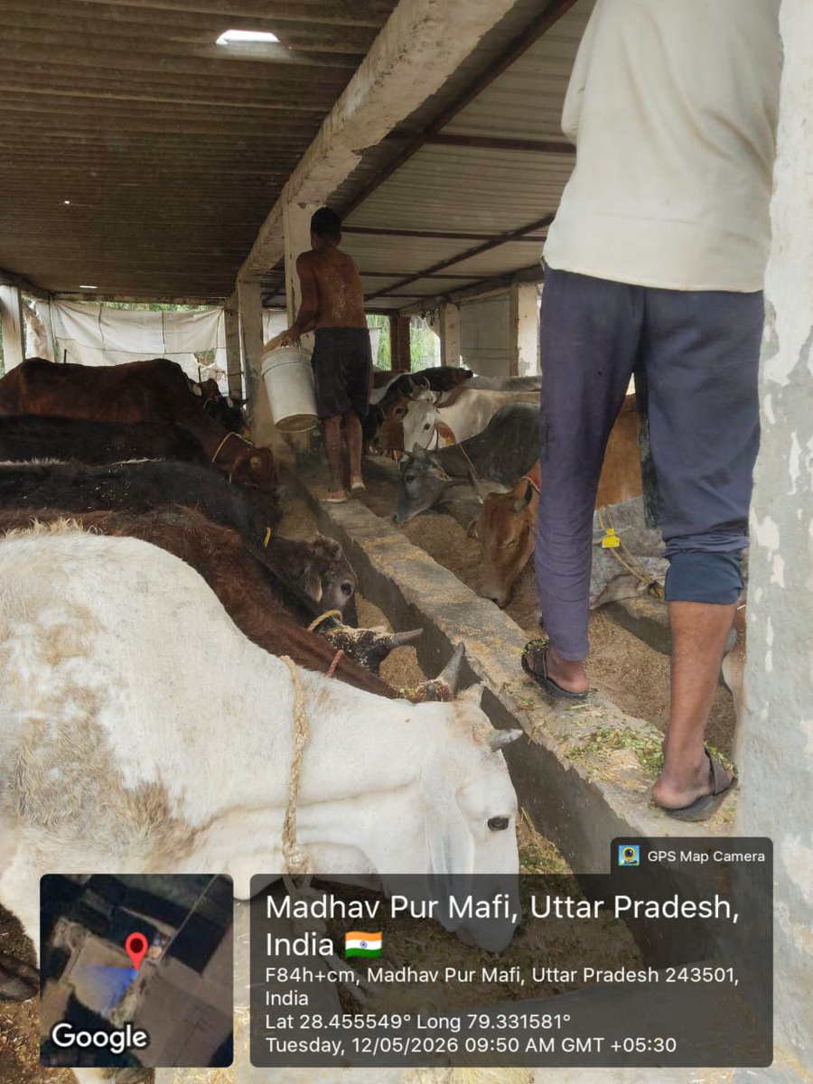 गौ रक्षक बरेली उत्तर प्रदेश tweet media