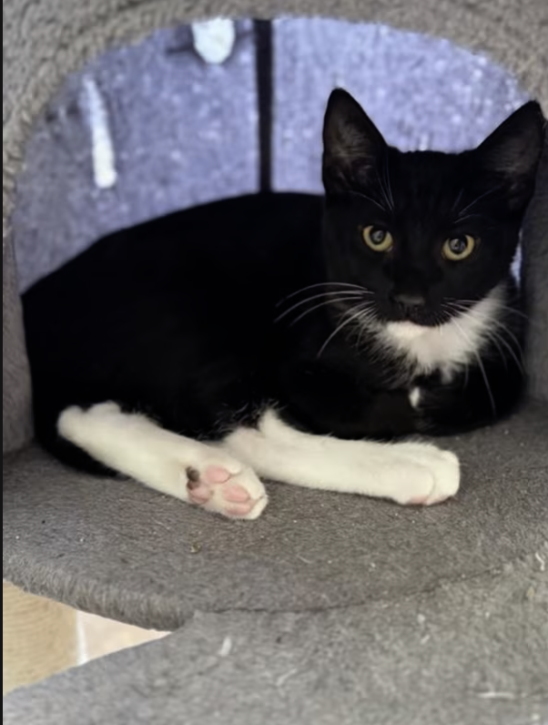 AdoptRescueCats's tweet photo. Adopt Ethan in #CastroValley, CA!  Courtesy Post for Angus &amp; Friends Cat Rescue.  More info at https://t.co/yZBl7i79th
#adoptdontshop #BayArea #cats https://t.co/qZdF0yEIrT