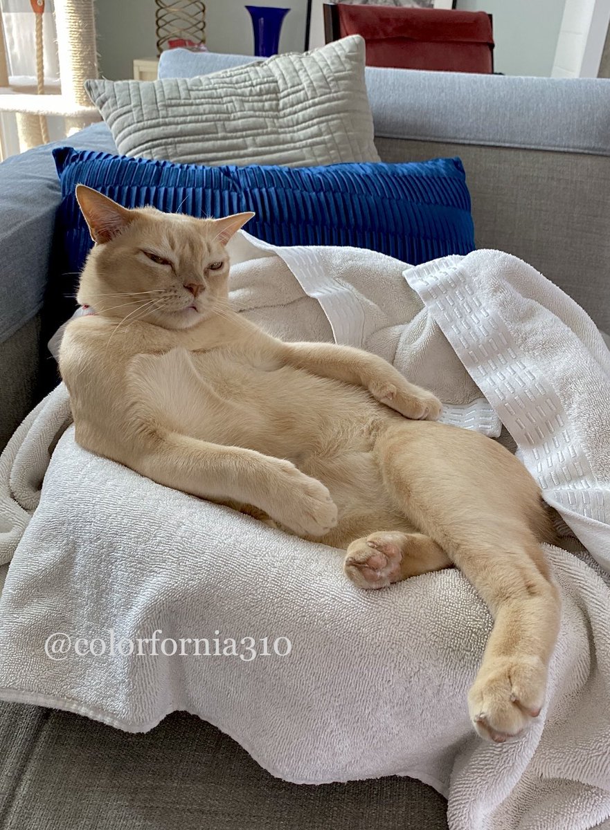 COLORFORNIA310's tweet photo. Everyone is certainly entitled to my opinion😸🤨🤪ᯓᡣ𐭩xo https://t.co/fgMMafI3MF